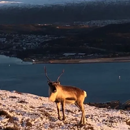 Moderne Toppleilighet, Tromso